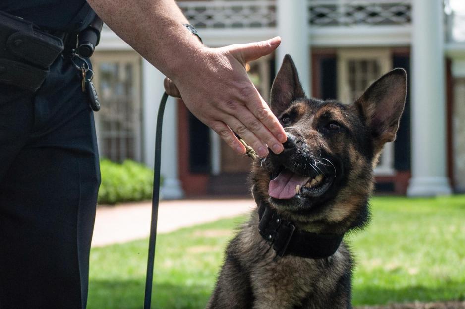 Rexo having his nose touched by his police handler