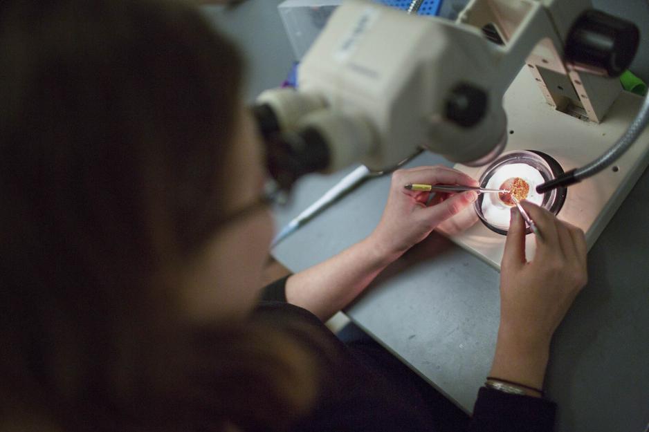 Researcher looking through a microscope while using tools to work on the dish she is viewing