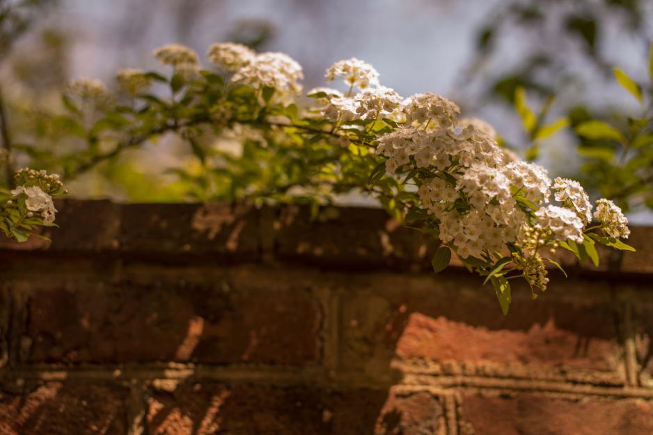 Flowers going over the top of a serpentine wall