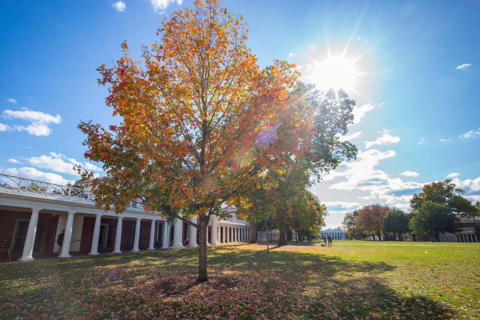 Tree on the lawn that has turned yellow, orange, and red