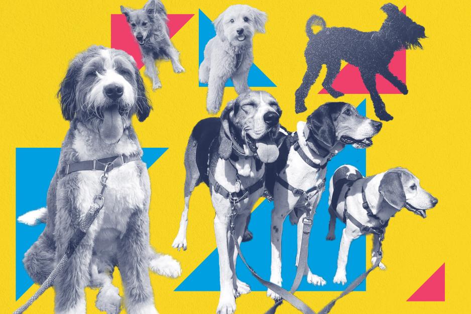 Collage of various dogs