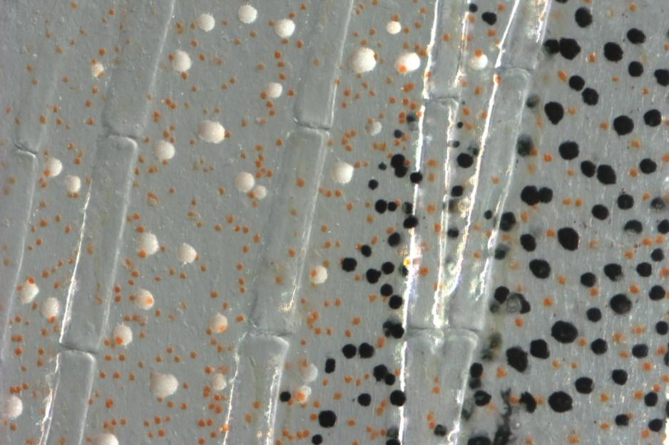  cells in zebrafish that are black orange and white
