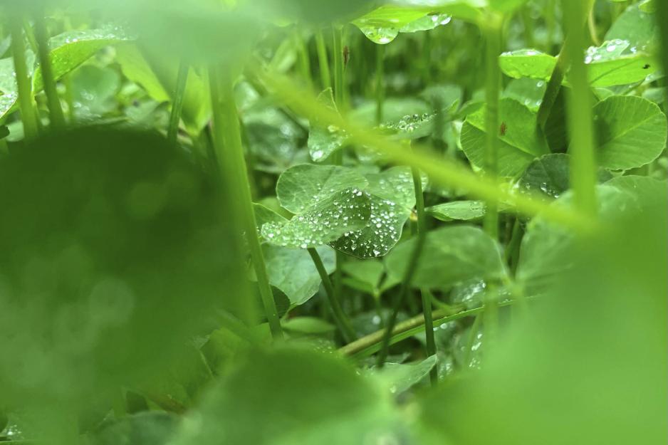 Close up of clovers in the grass