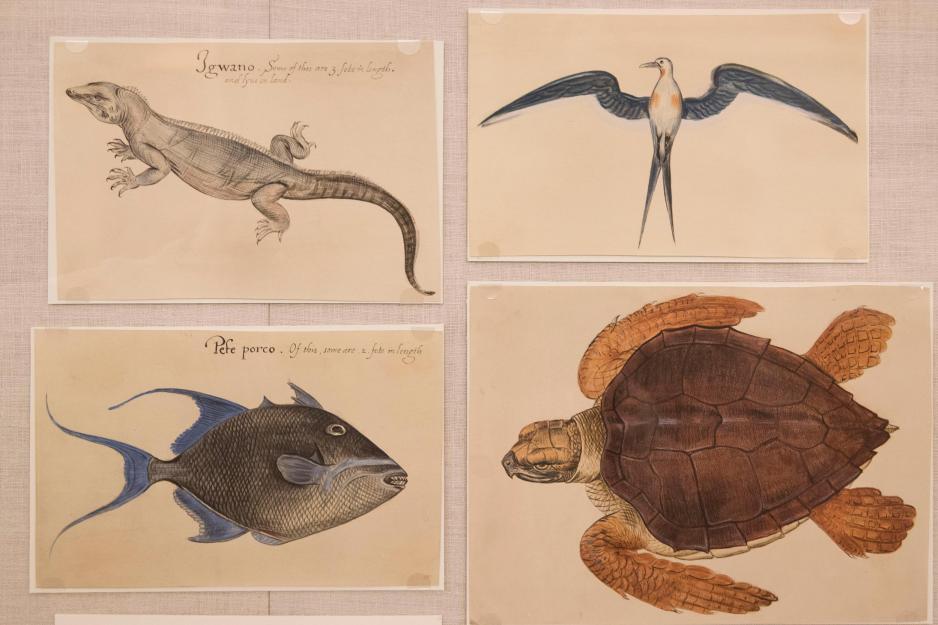 Drawing of animals