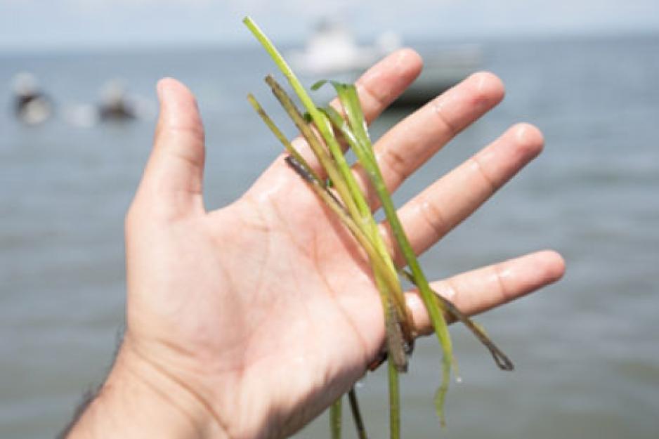 person holding seagrass in their hands
