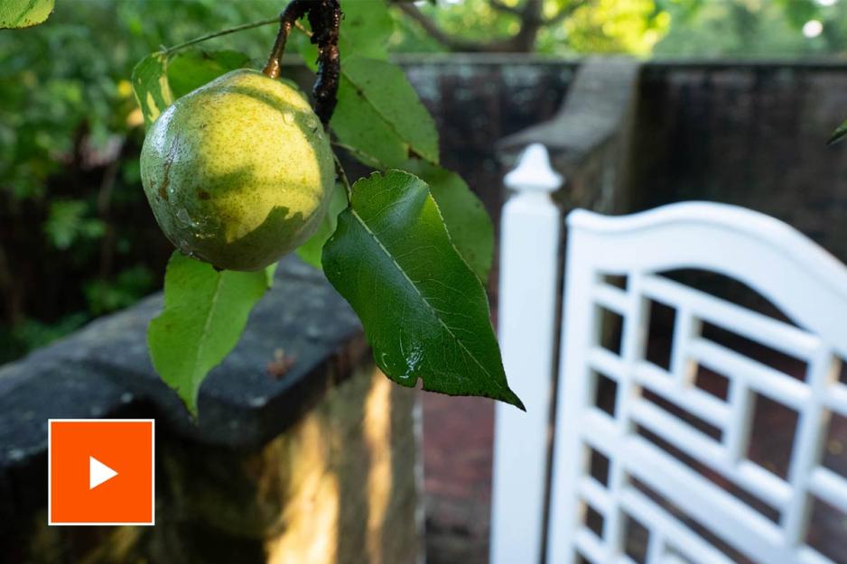 Close up of a fruit tree in one of the UVA Gardens overlayed with a video play button.