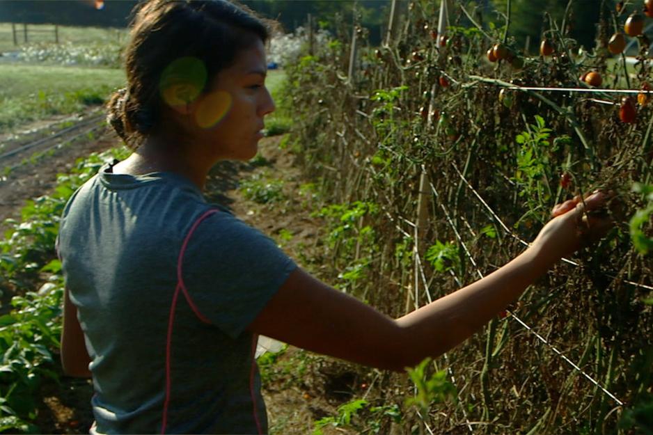  Woman picking tomatoes from a plant