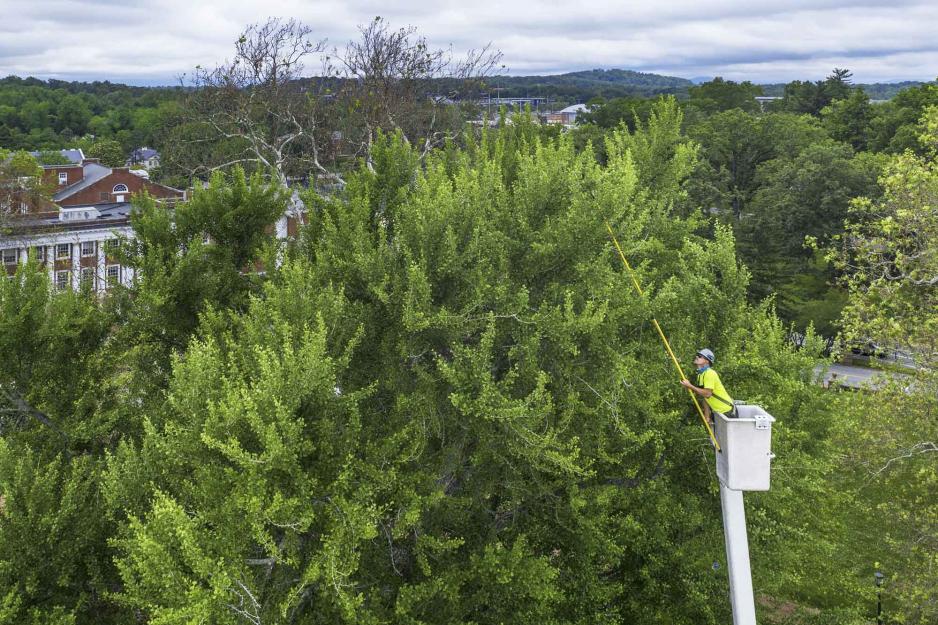 Travis Woodson in a cherry picker cutting limbs from the Pratt ginkgo tree