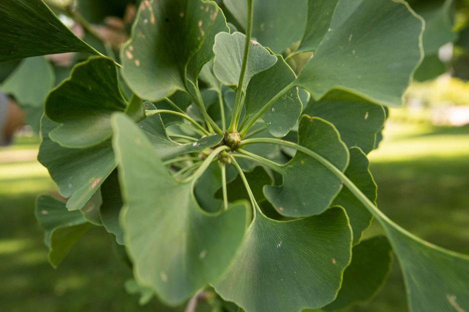 Up close image of a Pratt Ginkgo tree
