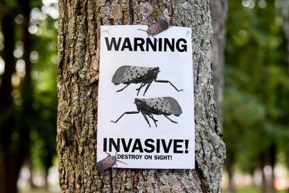 Portrait of a flyer pasted on a tree features a picture of a lanternfly with the text, 'Warning: Invasive! Destroy on sight.' A real lanternfly is sitting on the flyer.