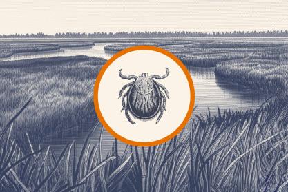 A portrait illustration of a tick against a grassland background.