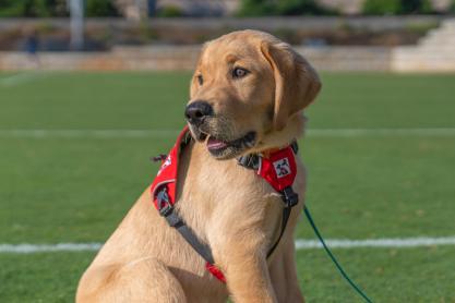 A young golden retriever mix, wearing a red harness and leash sits on a soccer field and looks off camera with his tongue out