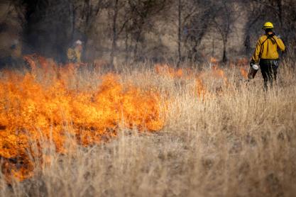 A man carrying a drip torch ignites a field of thatch