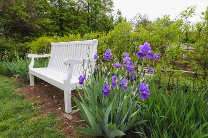 White bench in a garden next to purple flowers