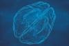 Discovery Could Let Doctors Customize Brain’s Immune Response to Diseases