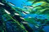 Kelp forests provide habitat for a diverse array of sea life, from finfish and shellfish to corals and sponges. Such biodiversity could change if ocean storms become more frequent. 
