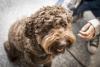 Kenny the therapy dog brings calm and happiness to the School of Nursing and the corridors of UVA’s Medical Center. 