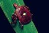 The bite of the lone star tick had previously been shown to cause an allergy to red meat. Now it is linked with an increased risk of heart disease. 