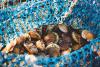 Increasing acidity in sea water can prevent larvae of scallops and other bivalves from forming the calcium carbonate shells required for their development to maturity.