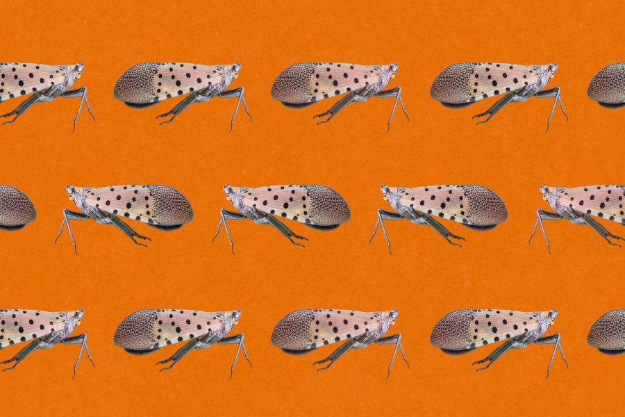 3 rows of Spotted Lantern Flies on an orange background