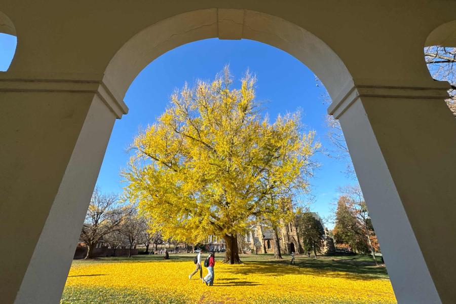 Gingko tree framed by an archway