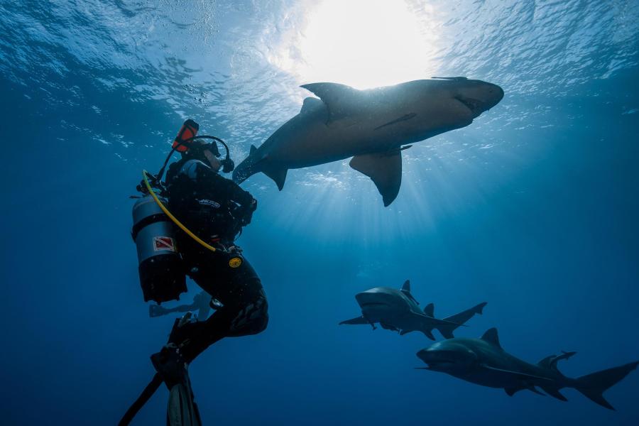 Scuba diver with sharks