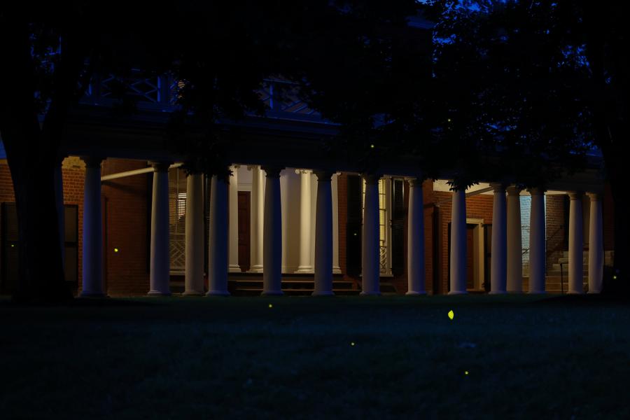 Fireflies on the Lawn