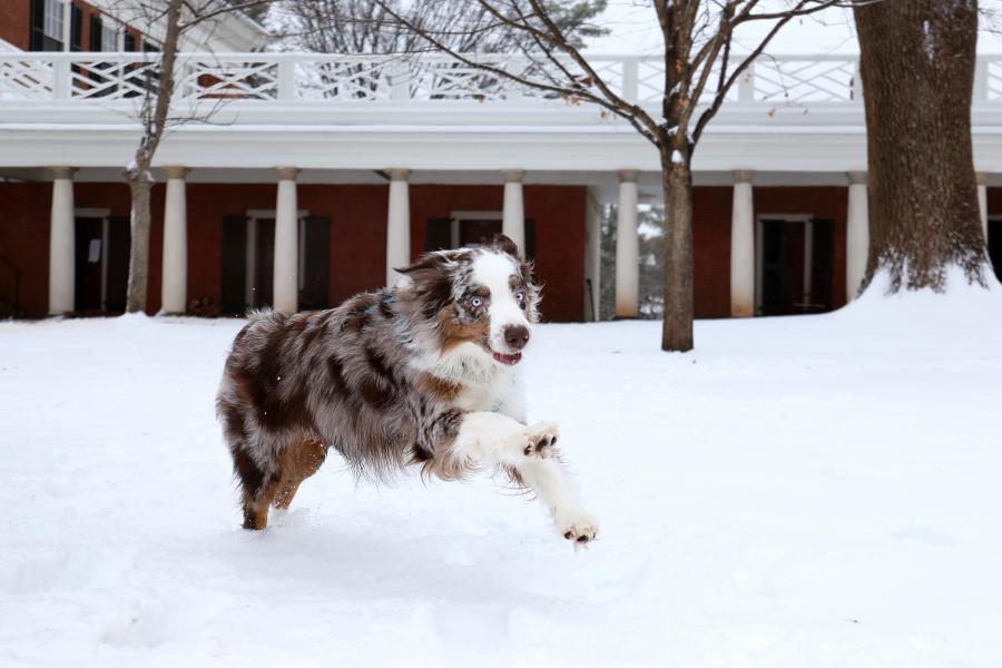 An Australian shepherd exhibits pure joy on a run across a snow-covered Lawn at the University of Virginia