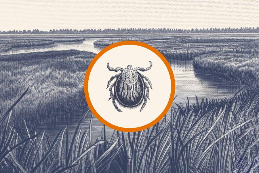 A portrait illustration of a tick against a grassland background.