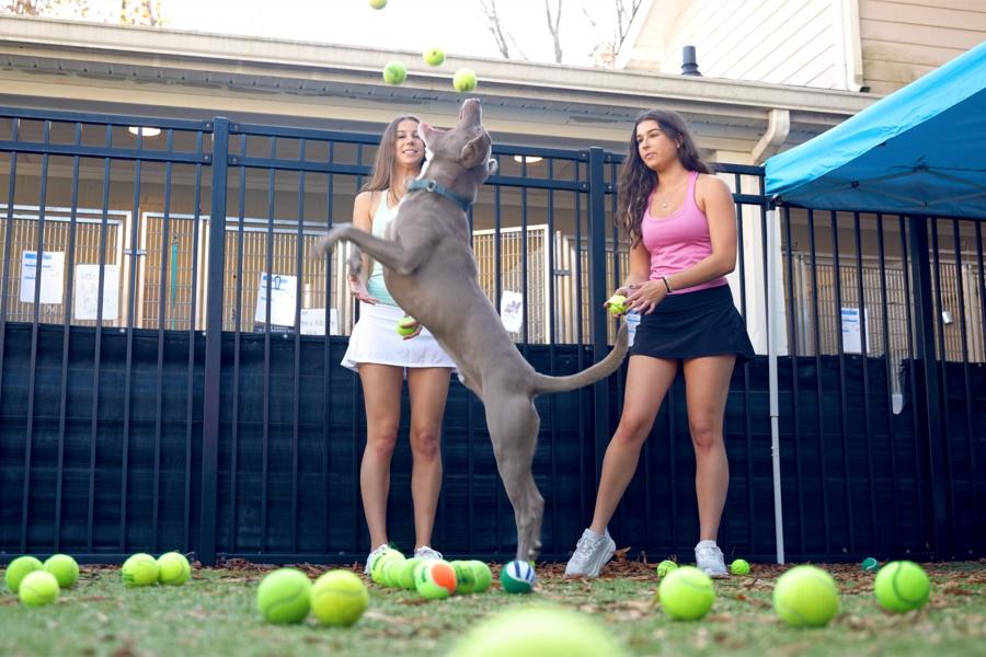 Two girls and a dog jumping for a tennis ball