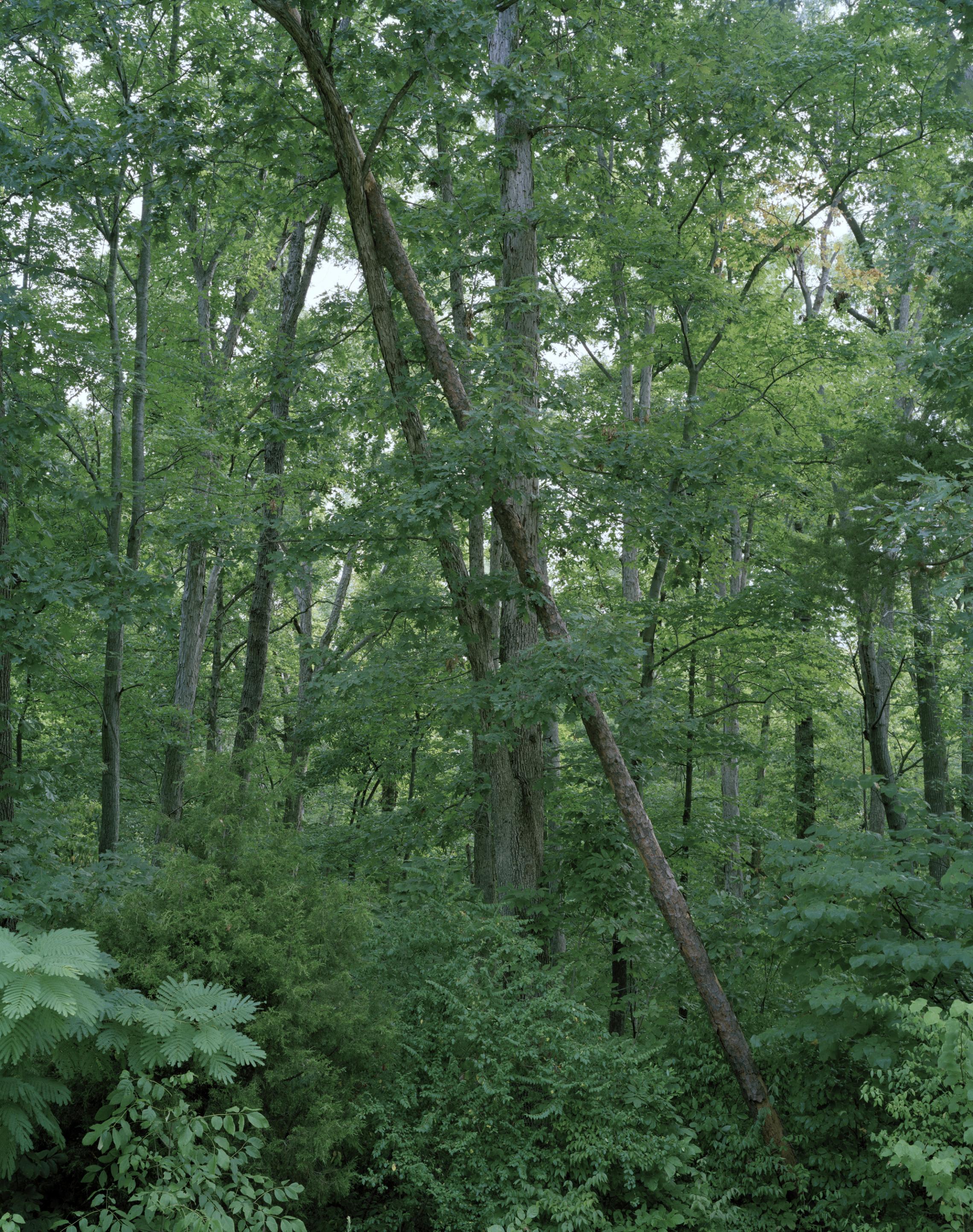 Pam Pecchio, On Longing, 2009, 30x40" archival pigment print