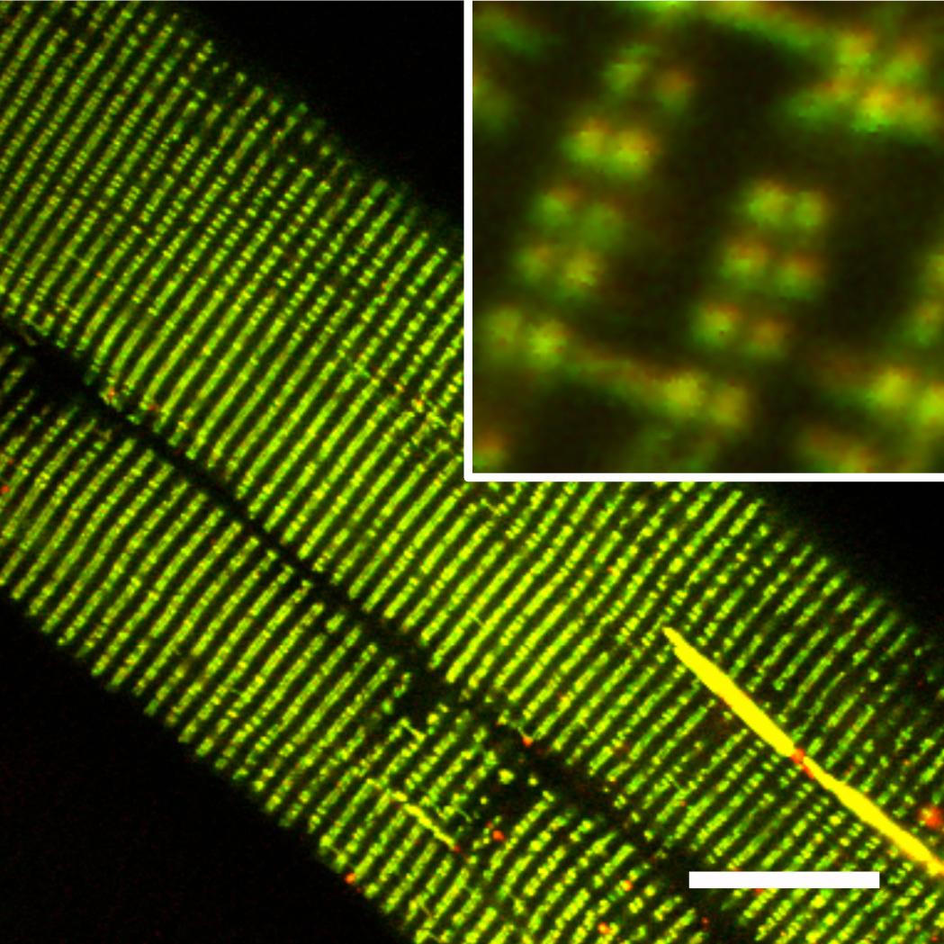Researchers at U.Va.'s School of Medicine have created a method to illuminate and understand mitochondria in living creatures like never before.