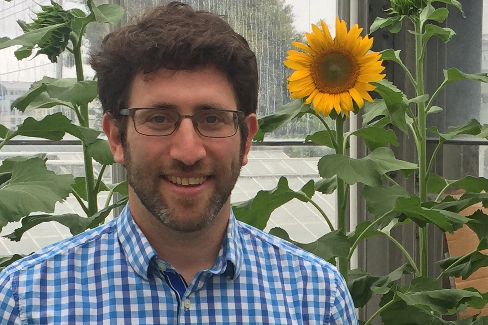 sunflower research paper sunflower research paper
