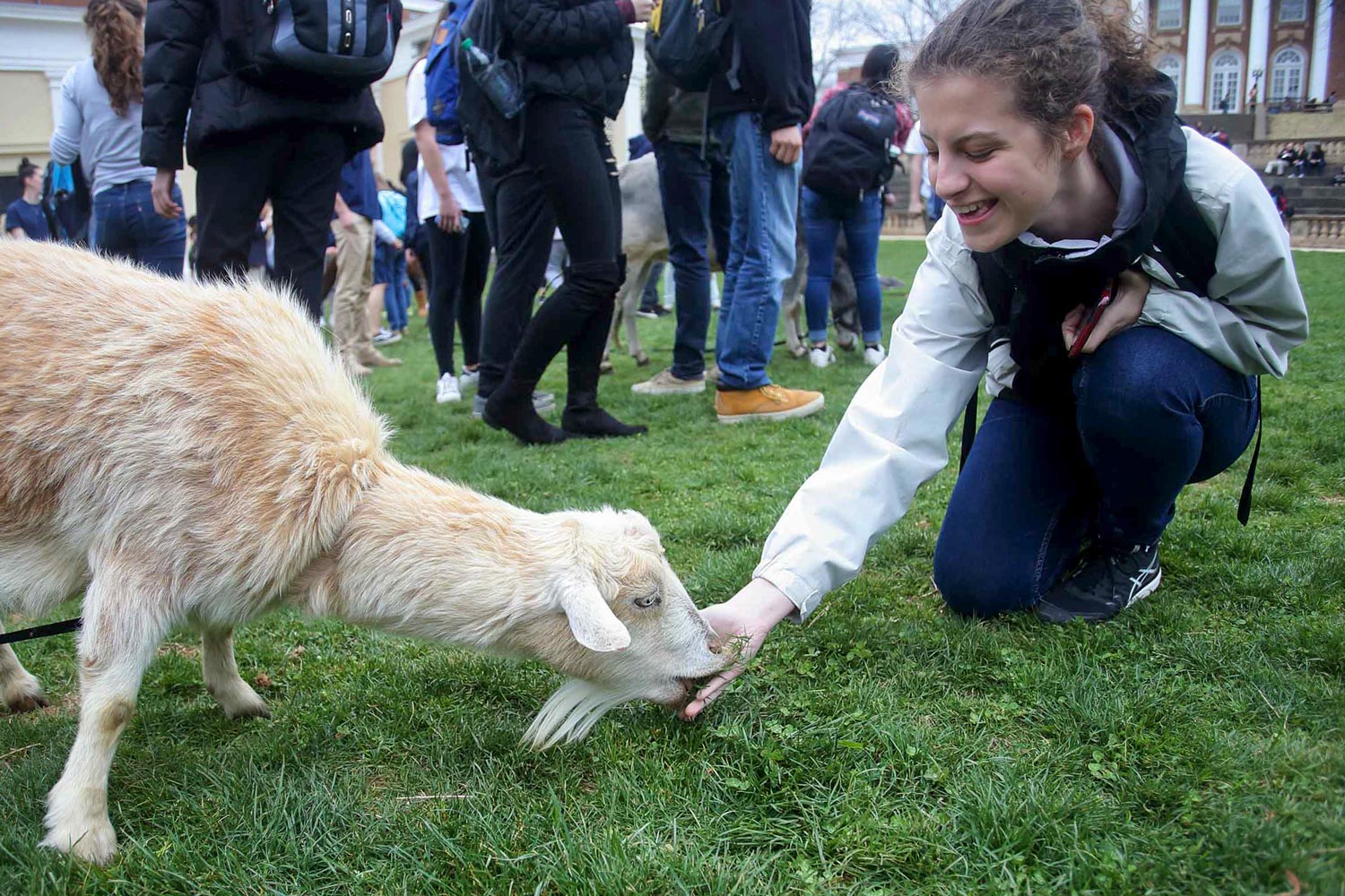 Student feeding a goat