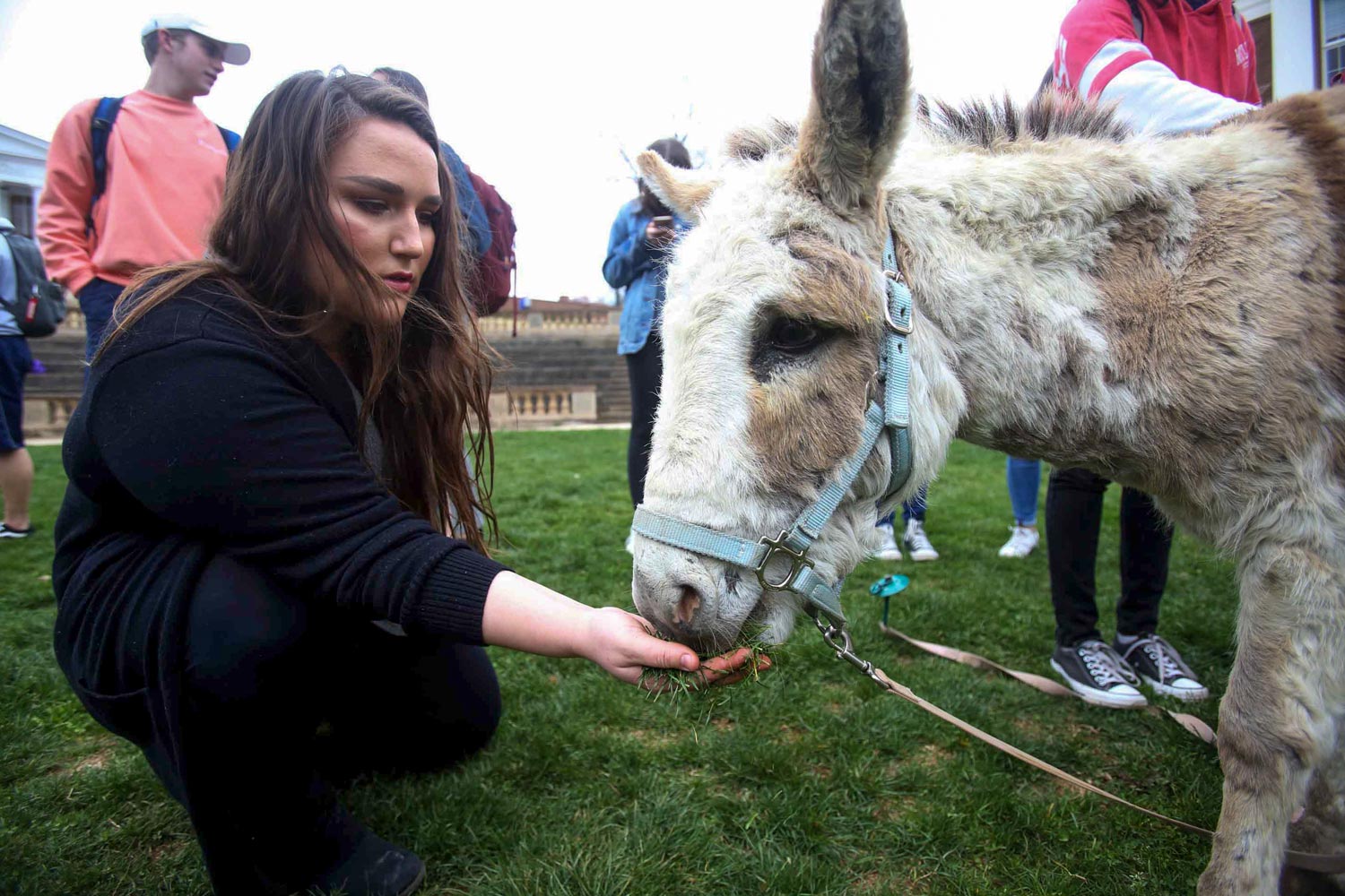 Student feeding a donkey