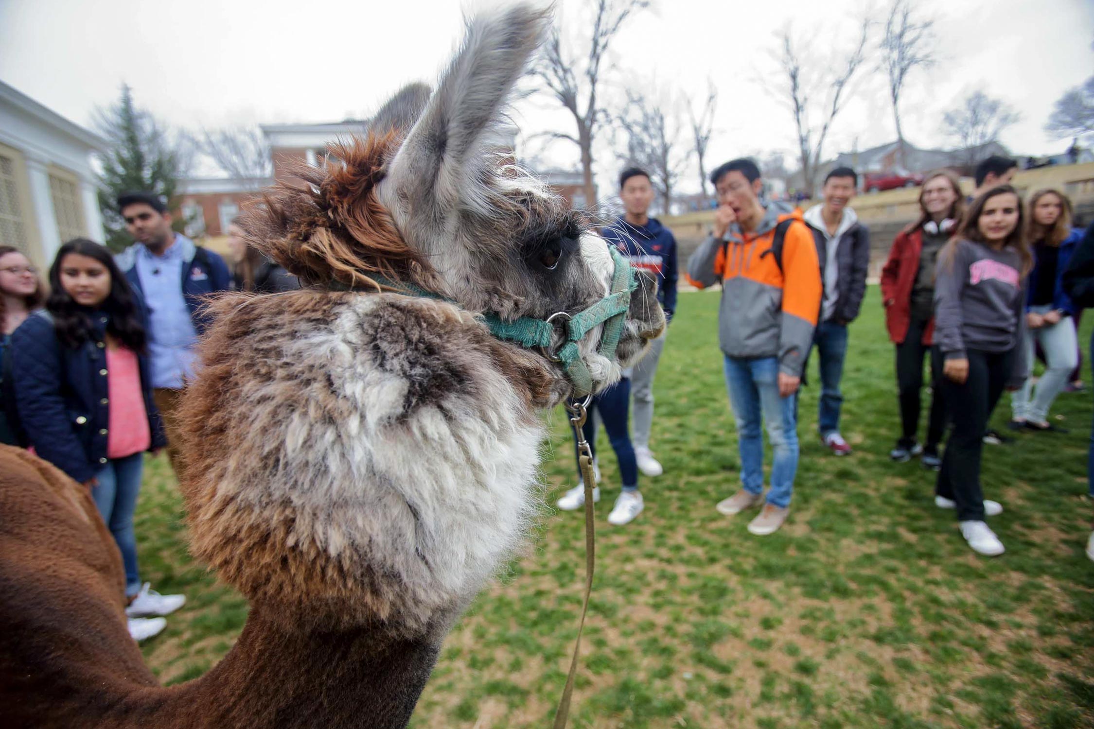 Alpaca looking at students