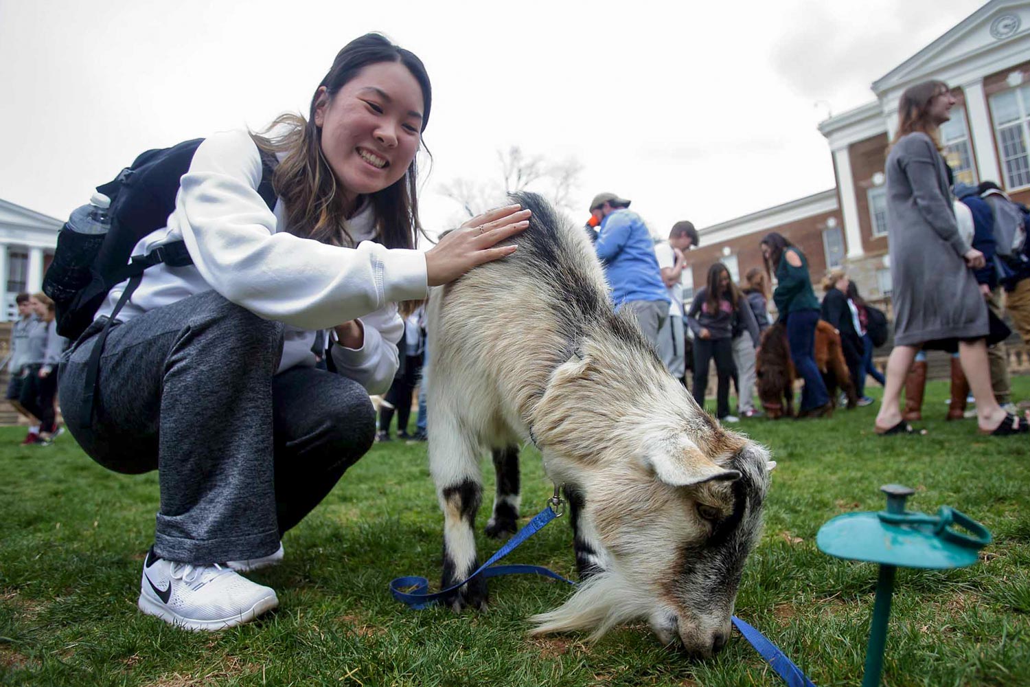 Student rubbing a goat