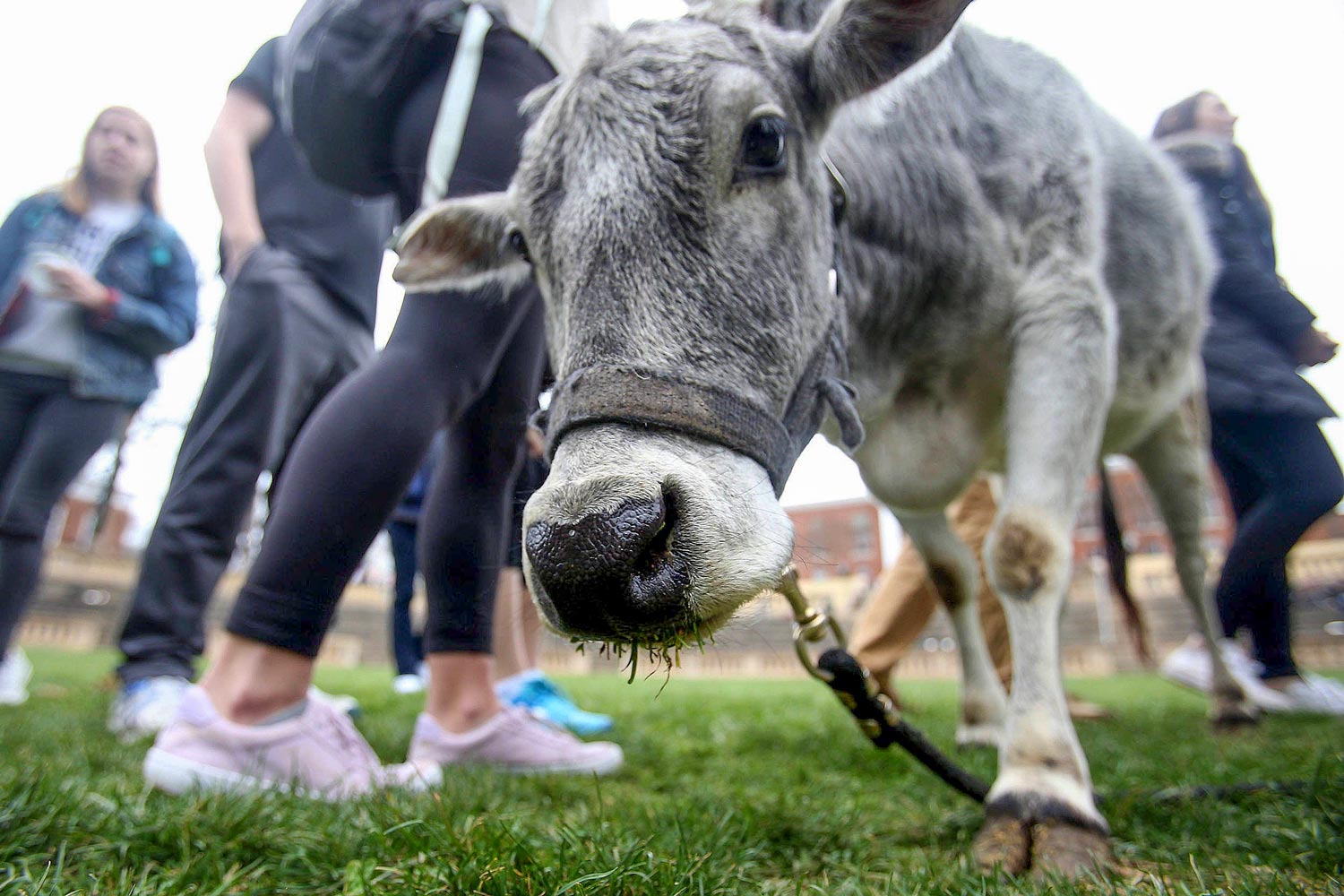 Baby Cow