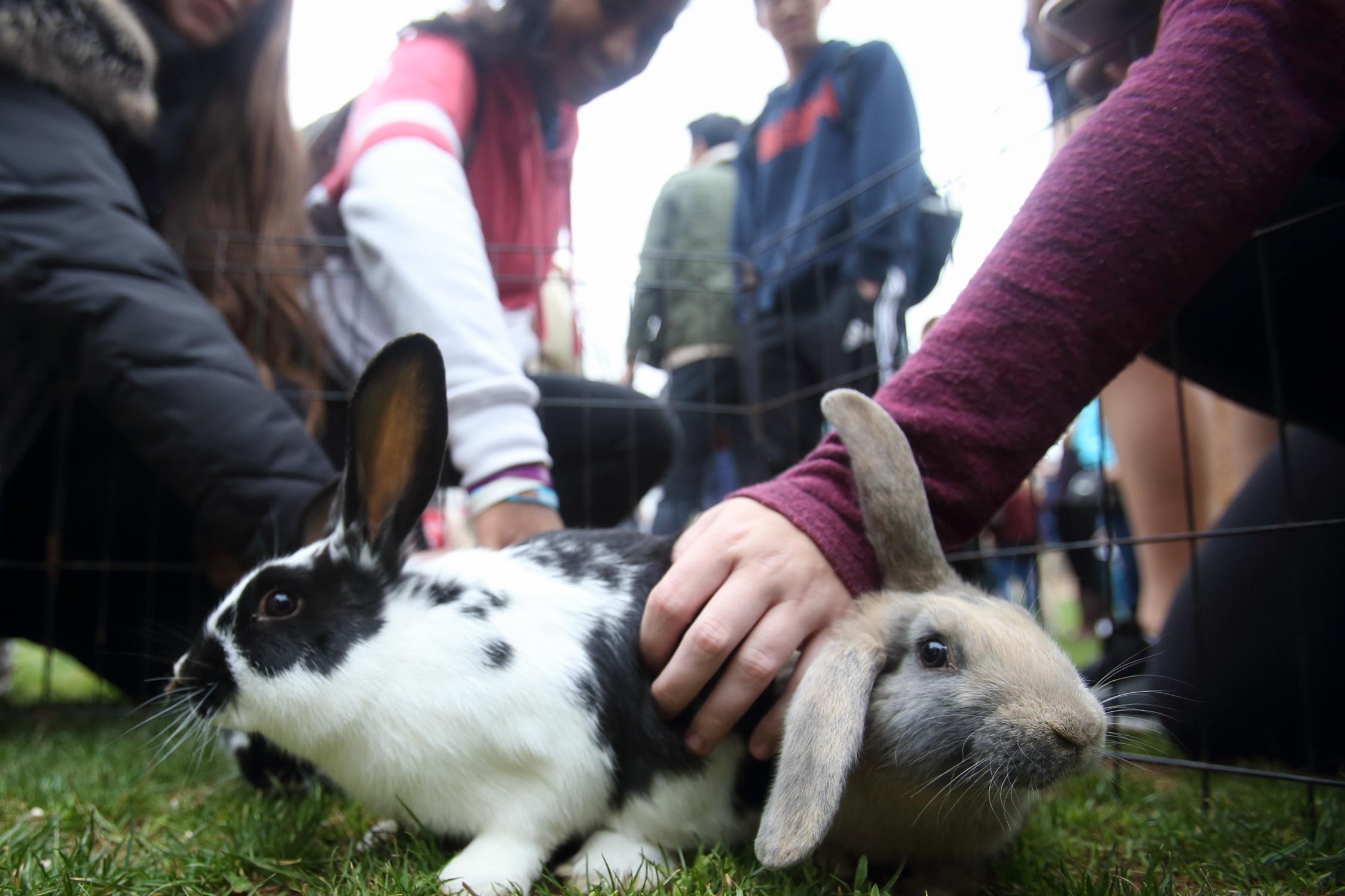 Students rubbing bunnies