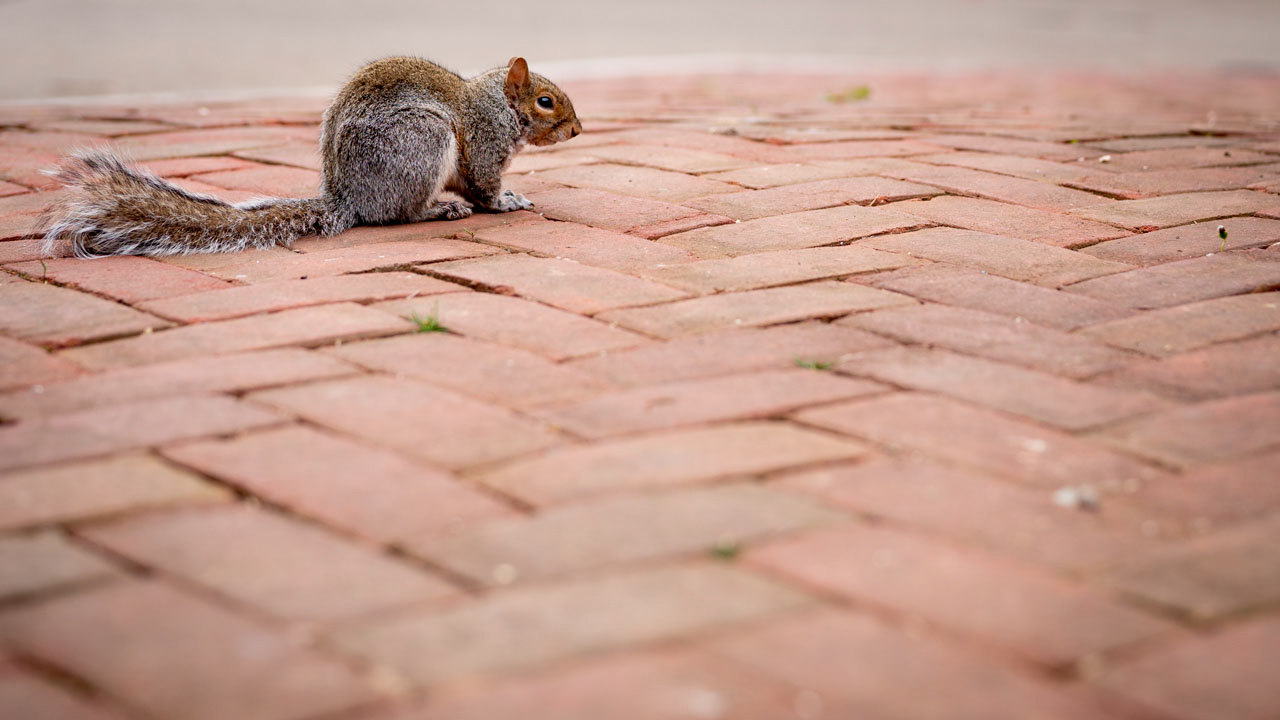 Squirrel sitting on a brick sidewalk