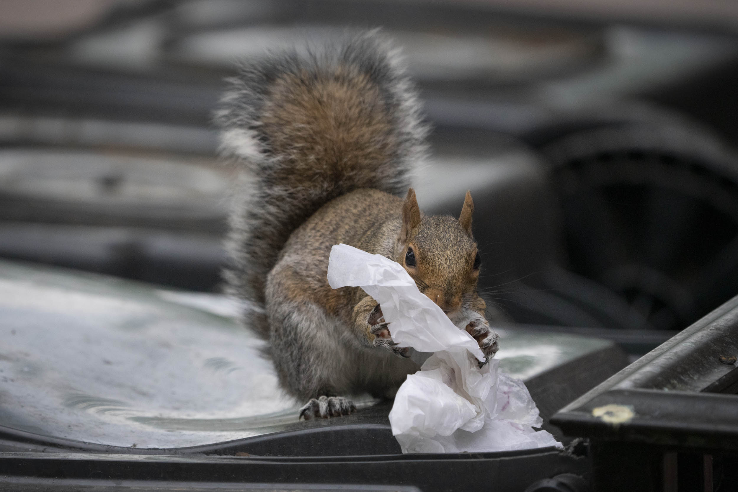 Squirrel Sitting on a trashcan holding a piece of paper from the trashcan