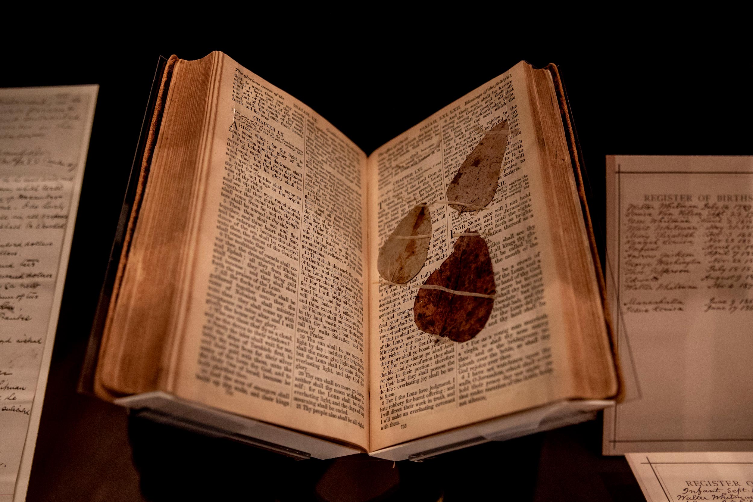 Opened book with leaves on its pages in a glass case