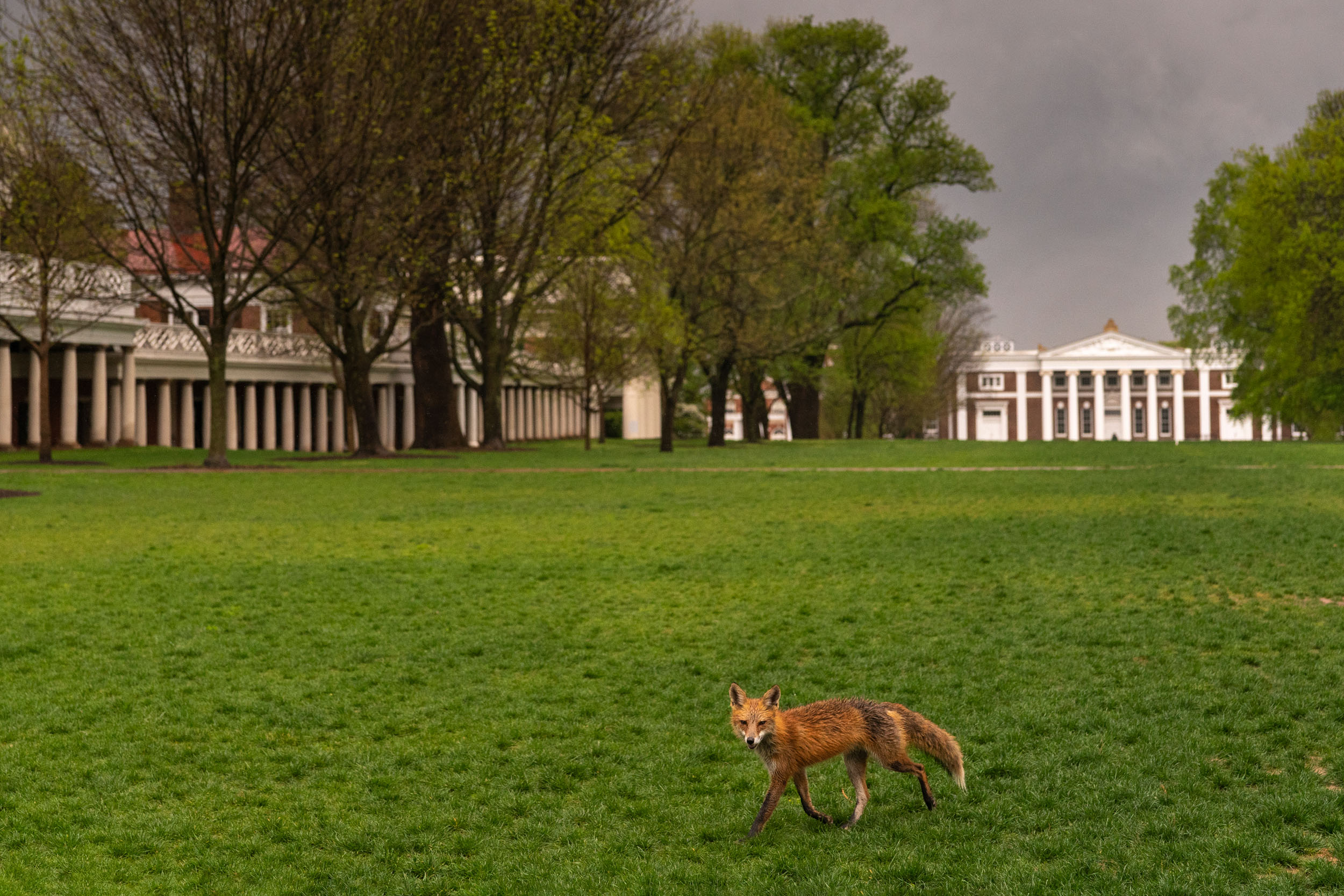 Fox on the Lawn as a storm is moving in