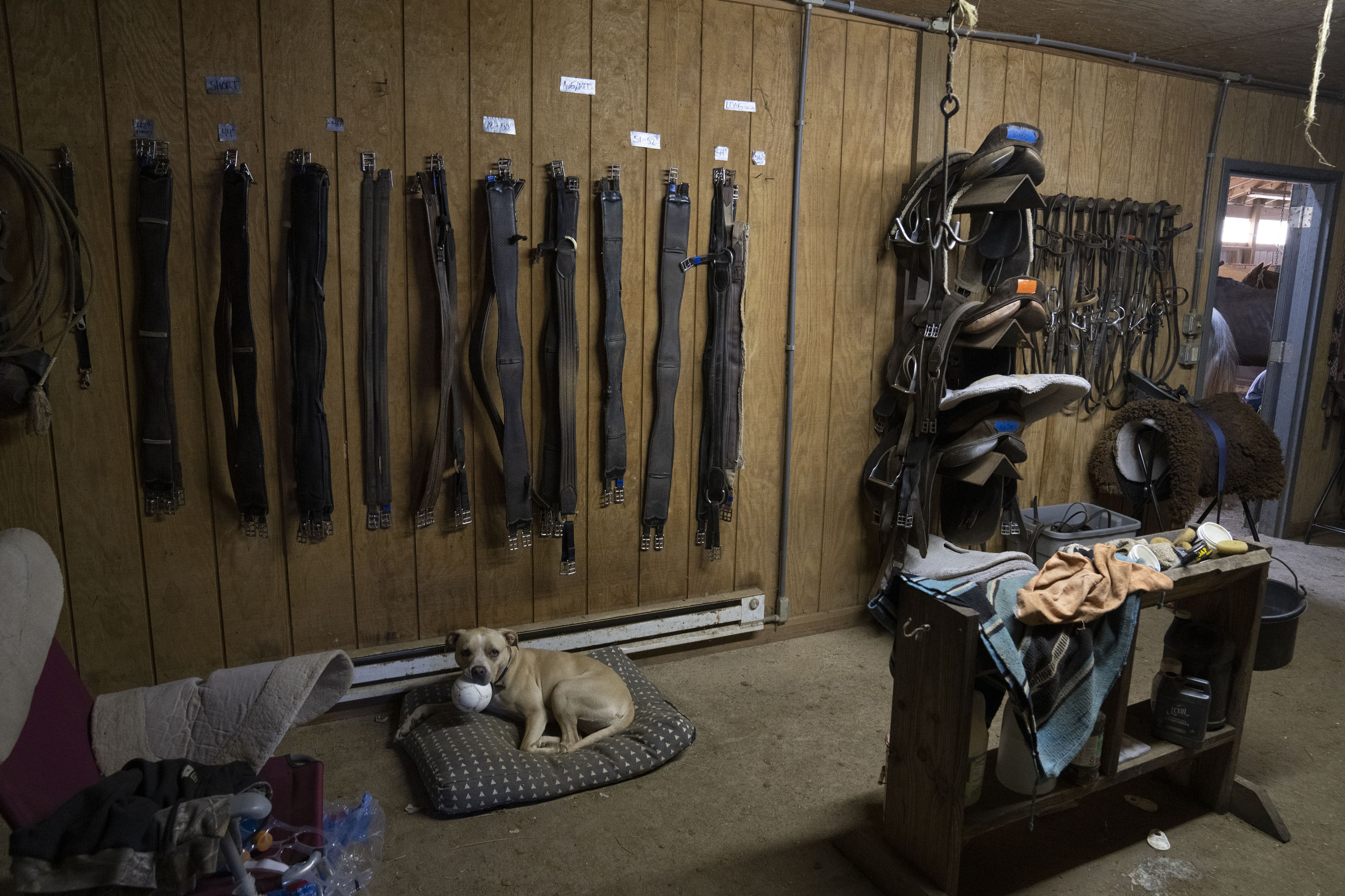 Dogs are ubiquitous at the Virginia Polo Club, such as Blue, chewing on an old polo ball in the tack room